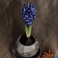 Hyacinth with ball