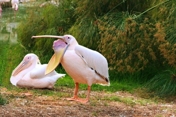 A pelican digesting