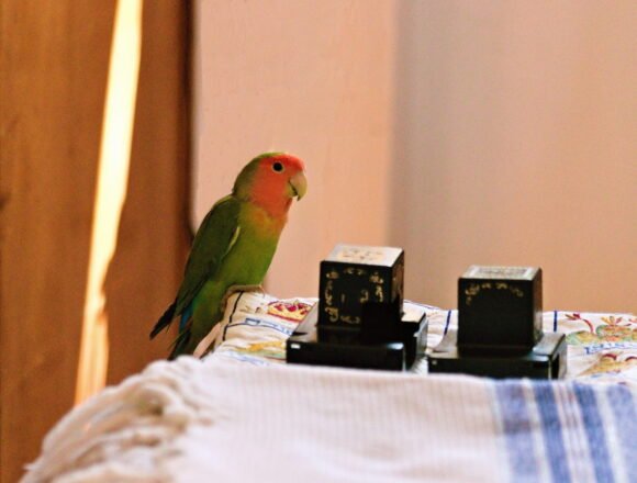 Morning prayer with my female bird together
