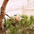 Offspring in beak