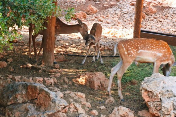 Maternal affection