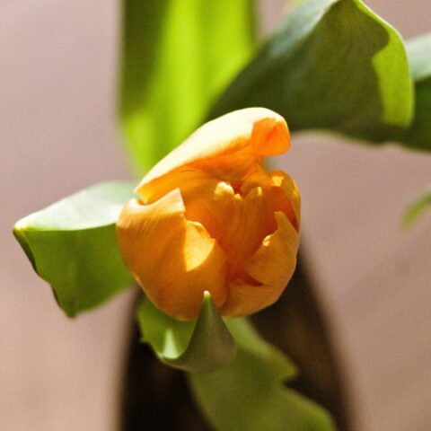 Yellow wish