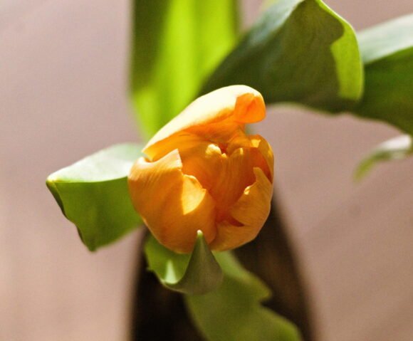 Yellow wish