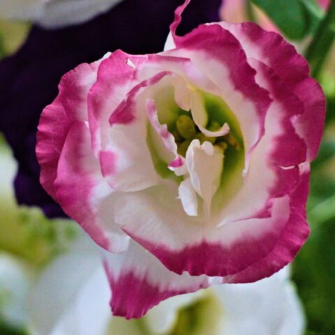 Single Lisianthus