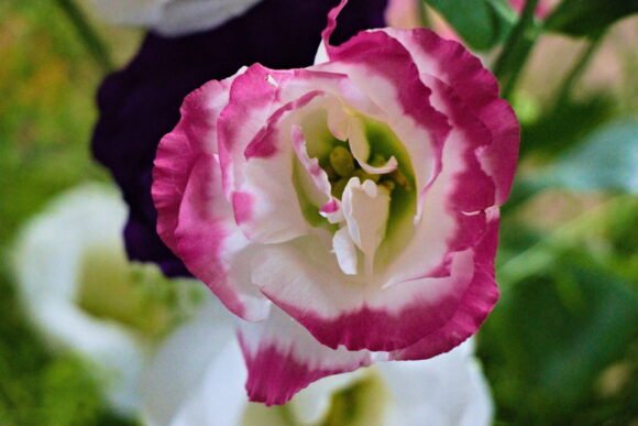 Single Lisianthus